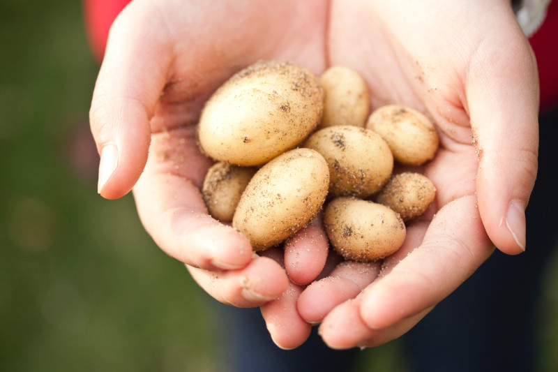 Kartoffeln auf dem Balkon anpflanzen? Das geht. Mit den praktischen Jutesäcken von KUBULUS.