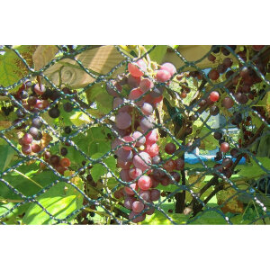 Vogelschutznetz - Maschenweite 25 x 25 mm - 11 x 12 m - grün